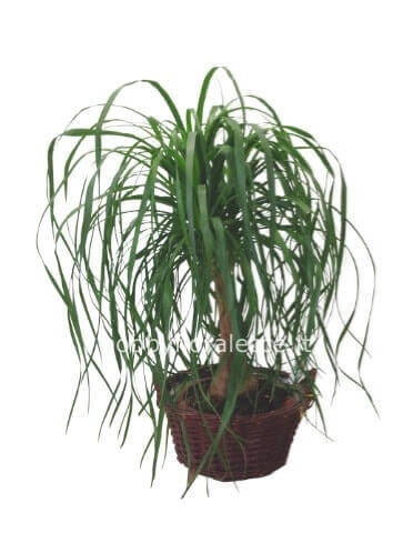 Pianta di beucarnea (cd mangiafumo)