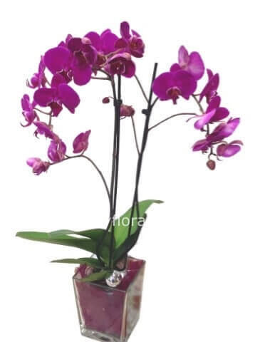 Pianta di Phaleonopsis colorata 
